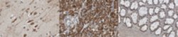 Lysine-Specific Demethylase 4C (JMJD2C) Rabbit anti-Human, Mouse, Polyclonal,